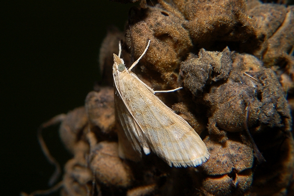 Paracorsia repandalis - Crambidae